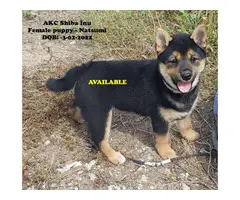 Healthy AKC Shiba Inu Puppies for Sale - 5