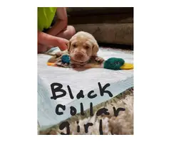 Yellow and black Lab Puppies for Sale - 1