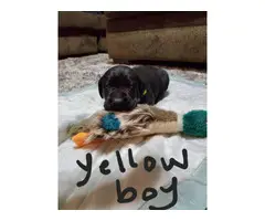 Yellow and black Lab Puppies for Sale - 2