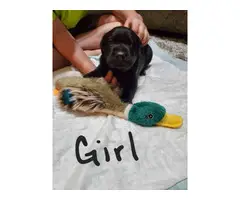 Yellow and black Lab Puppies for Sale - 4