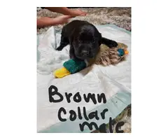 Yellow and black Lab Puppies for Sale - 5