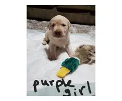 Yellow and black Lab Puppies for Sale - 6