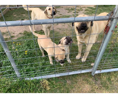 3 Anatolian Shepherd puppies left