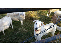 3 Anatolian Shepherd puppies left