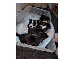 5 Jack chi puppies looking for a good home