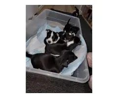 5 Jack chi puppies looking for a good home - 8