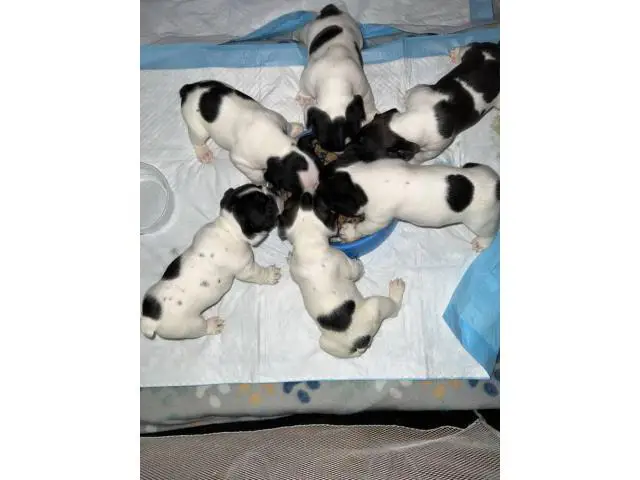 Four adorable French bulldog puppies