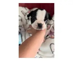 Four adorable French bulldog puppies - 2