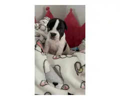 Four adorable French bulldog puppies - 3