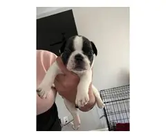 Four adorable French bulldog puppies - 4