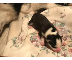 2 boy husky puppies for sale - 3