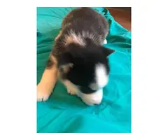 2 boy husky puppies for sale - 4