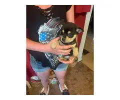 Pomchi puppies for adoption - 1