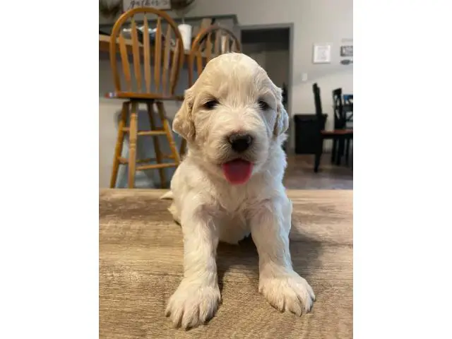 Pyrenees / Poodle cross puppies - 1/14