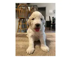 Pyrenees / Poodle cross puppies