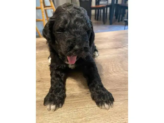 Pyrenees / Poodle cross puppies - 6/14