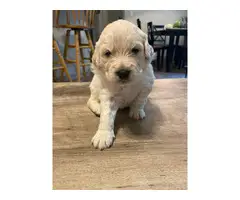 Pyrenees / Poodle cross puppies - 7