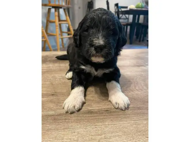 Pyrenees / Poodle cross puppies - 10/14