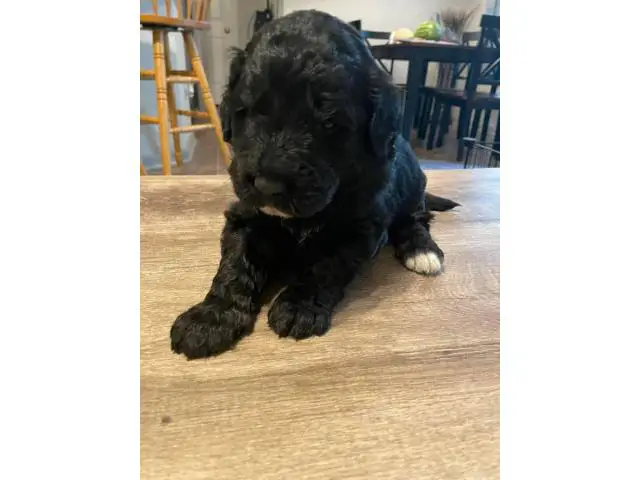Pyrenees / Poodle cross puppies - 12/14
