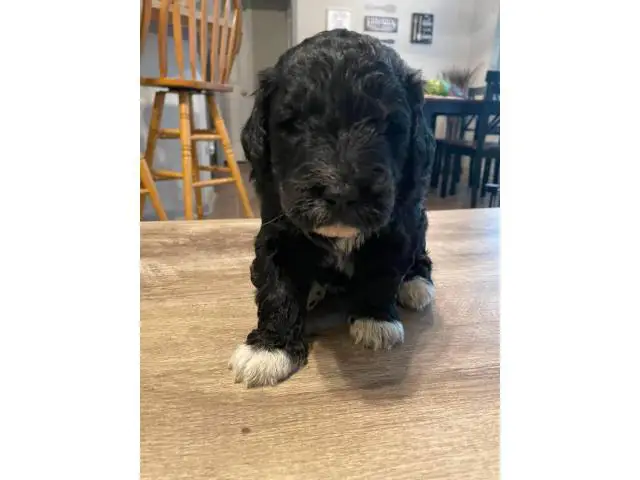 Pyrenees / Poodle cross puppies - 13/14