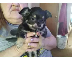3 Full-blooded Chihuahua puppies looking for a good home