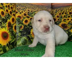 6 purebred Lab puppies for sale