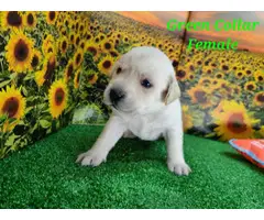 6 purebred Lab puppies for sale - 3
