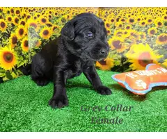 6 purebred Lab puppies for sale - 4