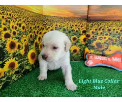 6 purebred Lab puppies for sale - 5