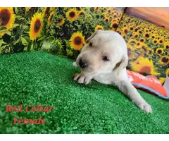 6 purebred Lab puppies for sale - 6