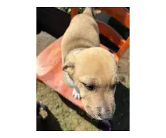 Black mouth cur / lab puppies - 4
