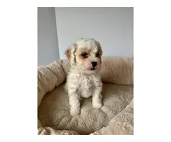 Miniature poodle female puppy - 3