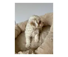 Miniature poodle female puppy - 4