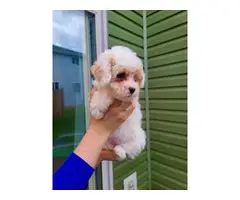 Miniature poodle female puppy - 5