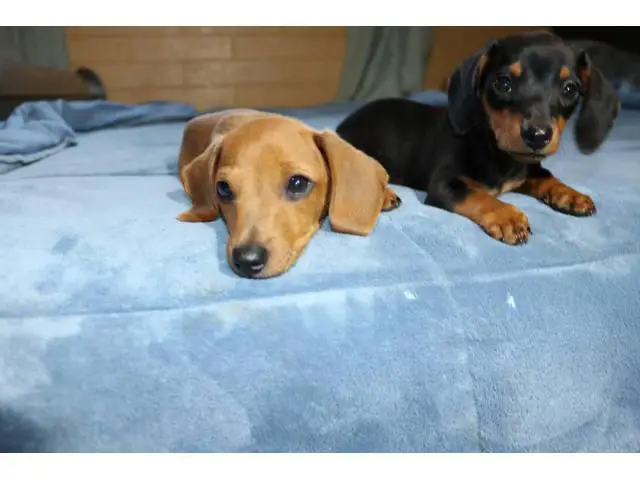 2 Dachshund puppies looking for their forever home - 1/9