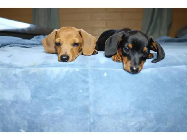 2 Dachshund puppies looking for their forever home - 2/9