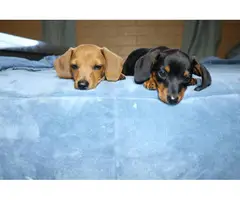2 Dachshund puppies looking for their forever home - 2