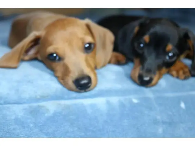 2 Dachshund puppies looking for their forever home - 3/9
