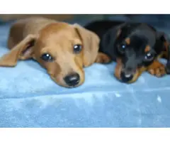 2 Dachshund puppies looking for their forever home - 3