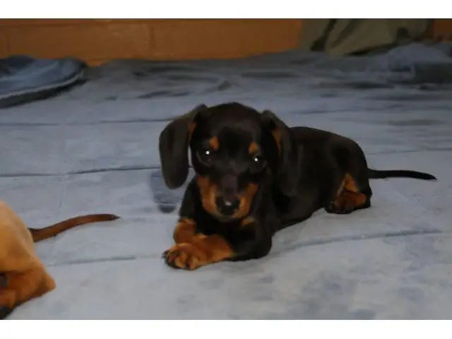 2 Dachshund puppies looking for their forever home - 4/9