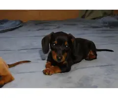 2 Dachshund puppies looking for their forever home - 4