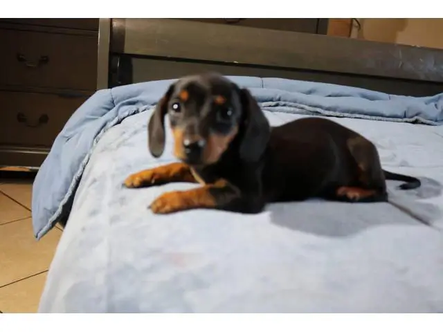 2 Dachshund puppies looking for their forever home - 5/9