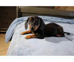 2 Dachshund puppies looking for their forever home - 5