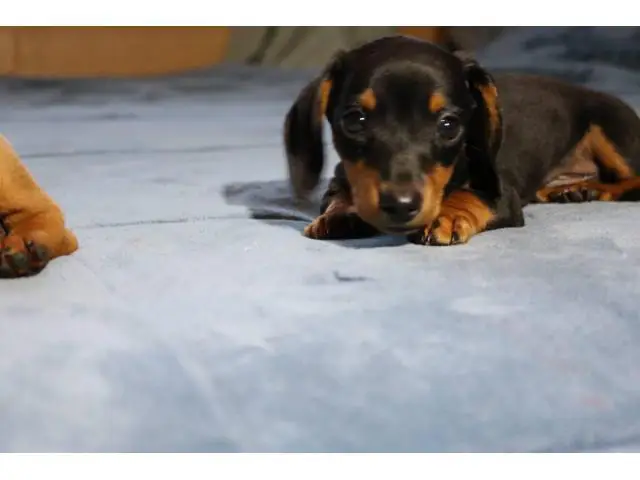 2 Dachshund puppies looking for their forever home - 6/9