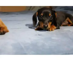 2 Dachshund puppies looking for their forever home - 6