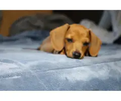 2 Dachshund puppies looking for their forever home - 7