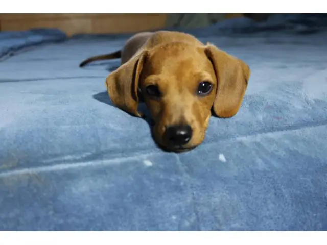 2 Dachshund puppies looking for their forever home - 8/9
