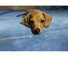 2 Dachshund puppies looking for their forever home - 8