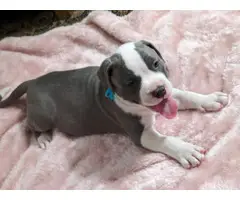 4 American Bully Puppies Available