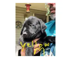 Healthy AKC Labrador puppies for sale